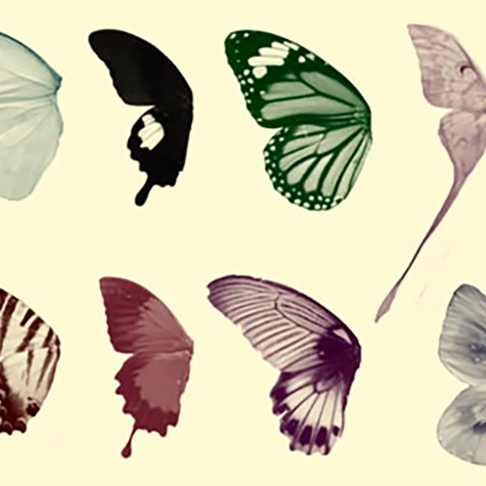Butterfly Wings Photoshop Brushes