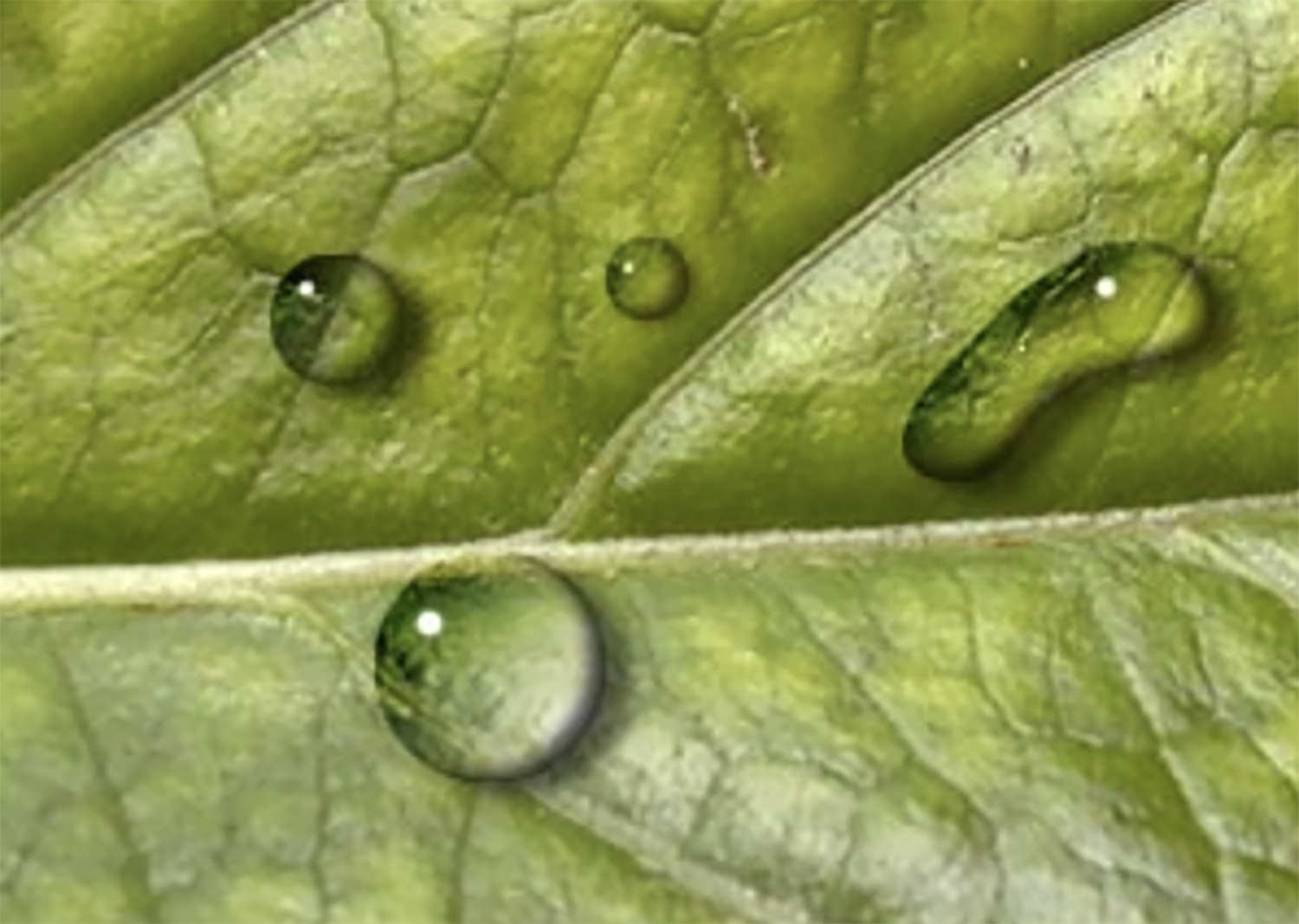 Creating Water Drops Tutorial Image